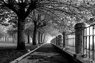 Zwart wit diepte perspectief in park met bomen van Bianca ter Riet thumbnail