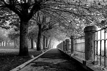 Schwarz-weiße Tiefenperspektive in einem Park mit Bäumen von Bianca ter Riet