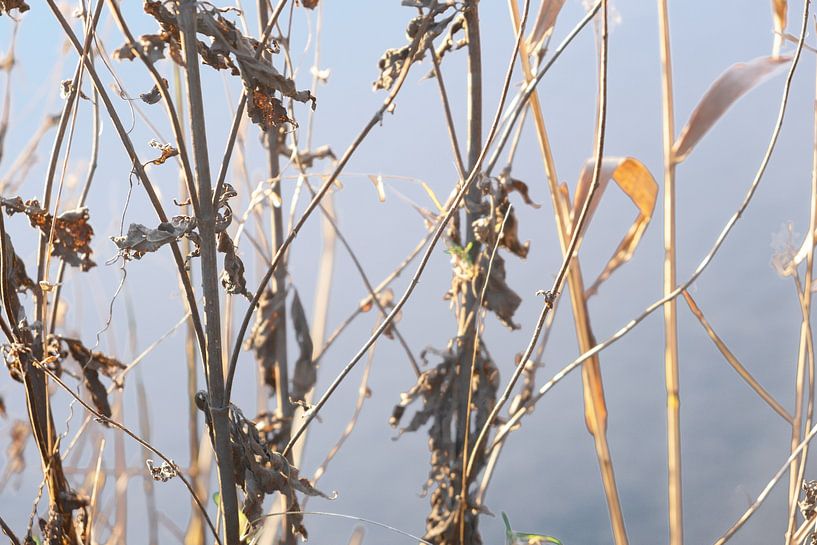 Dried reed close up by Photo Dutch Salt Photo Dutch Salt