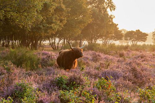 Schotse hooglander Westerheide Hilversum