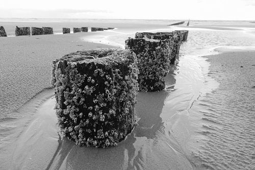 Grown pile heads, Westkapelle