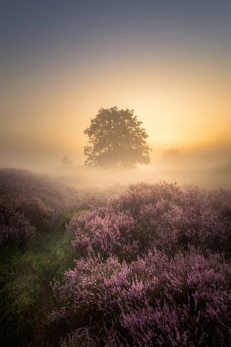 Sunrise over flowering heathland with mist in beautiful Drenthe