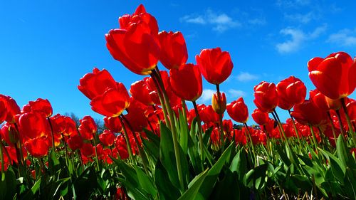 Dutch flowers in red (Tulpen) van Loraine van der Sande