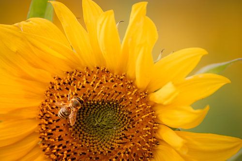 Fleißige Biene in einer Sonnenblume