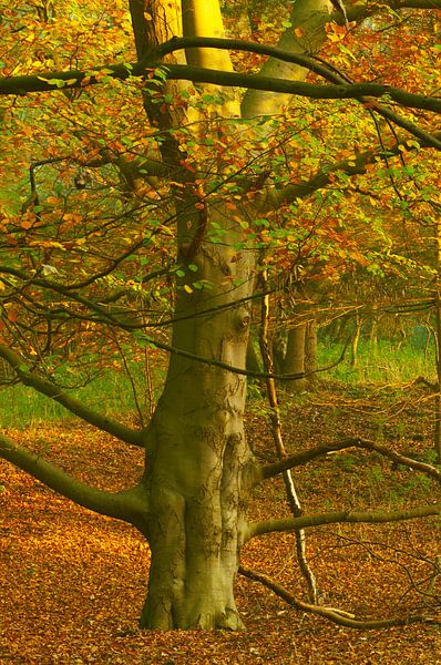 Early morning in the light of autumn. by LANETfotografie