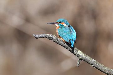 IJsvogel