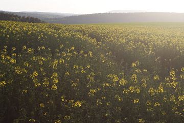 Rapsfeld vor der Rhön im Sonnenuntergang