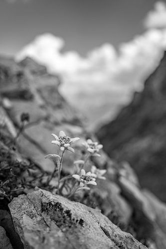 Edelweiss in de Dolomieten in zwart-wit