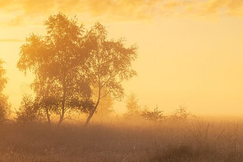 Mistige zonsopkomst Duurswouderheide (Nederland)