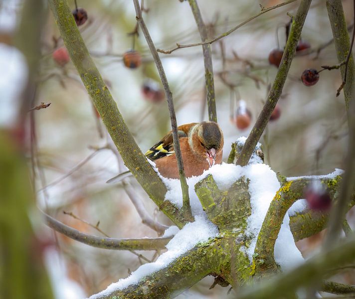Chaffinch in snow-covered apple tree by ManfredFotos