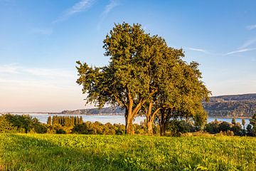 Appelbomen op de Höri aan het Bodenmeer in de herfst