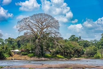 De Kapok- of Kankantrieboom aan de Suriname rivier van Lex van Doorn