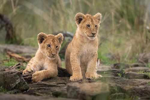 Little lion cubs