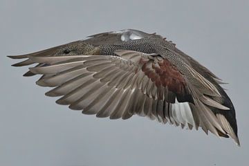 Canard chipeau (Anas strepera) sur Eric Wander