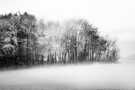Winter forest in the evening light in black and white by Nicc Koch
