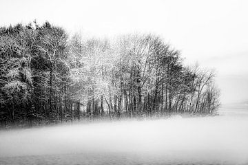 Winterbos in het avondlicht in zwart-wit