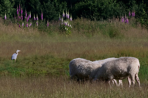 Sheep and heron in Zwillbrocker Venn nature reserve just across the border near Eibergen