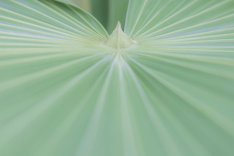 Abstraktes Grün, Palmenblatt von Jefra Creations
