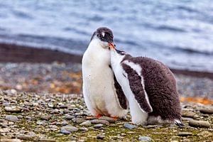 Eselspinguine der Antarktis