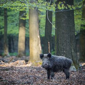 Wildschwein auf der Veluwe von Tom Zwerver