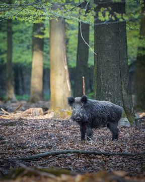 Wild boar on the Veluwe by Tom Zwerver
