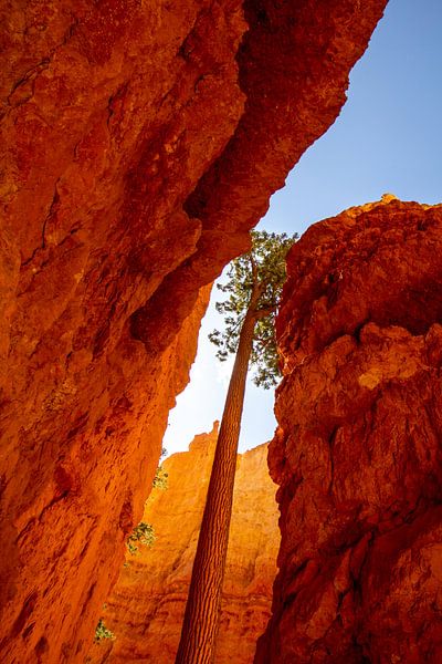 Bryce Canyon National Park USA by Leonie Boverhuis