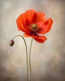 Des coquelicots orange dans une ambiance douce et poétique