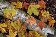 Autumn foliage in the forest by Claude Laprise thumbnail