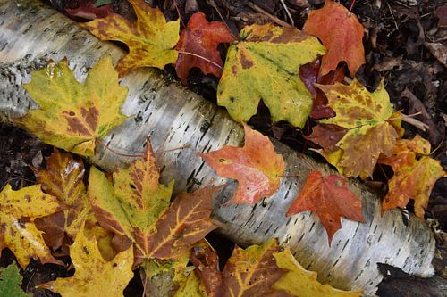 Het gebladerte van de herfst in het bos