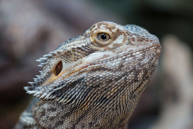 Bearded dragon portrait by Aukelien Philips