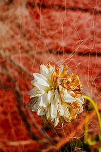Verblühte Weiße Blume