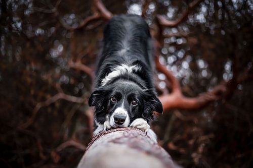Border Collie hond buigend op een boomstam