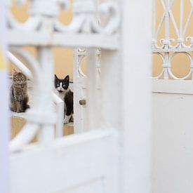 Cat's - Beirut by Maurice Weststrate