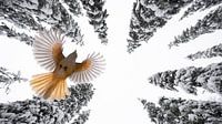 Vlucht door de Sneeuw: Een Ongrijpbare Taiga Gaai