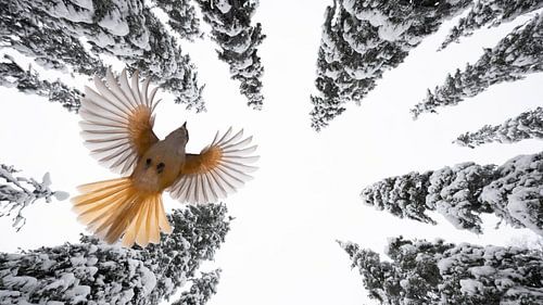 Flug durch den Schnee: Ein flüchtiger Taigahäher