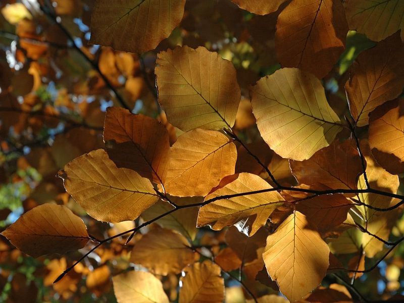 Buntes Herbstlaub von Rini Kools