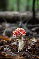 Paddenstoel rood met witte stippen