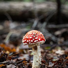 Paddenstoel rood met witte stippen van Yeltree Fotografie