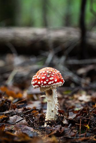 Rouge champignon avec des points blancs