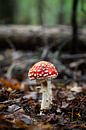 Paddenstoel rood met witte stippen van Yeltree Fotografie thumbnail