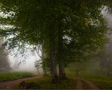 Grote bomen in de mist. Mistig bos in het legendarische oude Griekse Colchis, Kaukasus, Abchazië. van Michael Semenov thumbnail