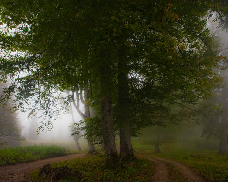 Grote bomen in de mist. Mistig bos in het legendarische oude Griekse Colchis, Kaukasus, Abchazië. van Michael Semenov