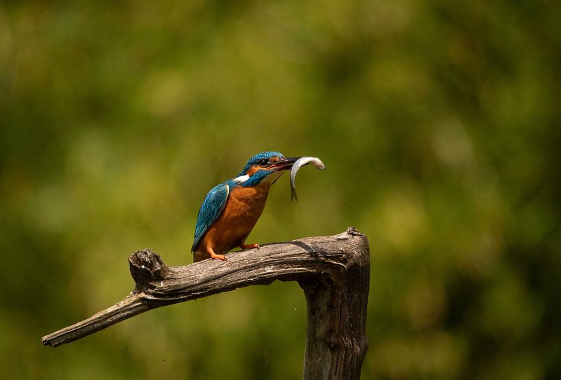 der Fisch von hanny bosveld