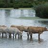 Bétail dans l'eau sur Dick Mandemaker