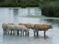 Bétail dans l'eau