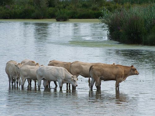 Runderen in het water