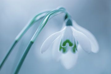 Schneeglöckchen von Jacqueline Gerhardt