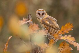 kerkuil tussen de herfstbladeren van Ina Hendriks-Schaafsma