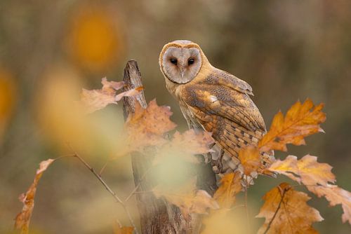 barn owl among autumn leaves by Ina Hendriks-Schaafsma