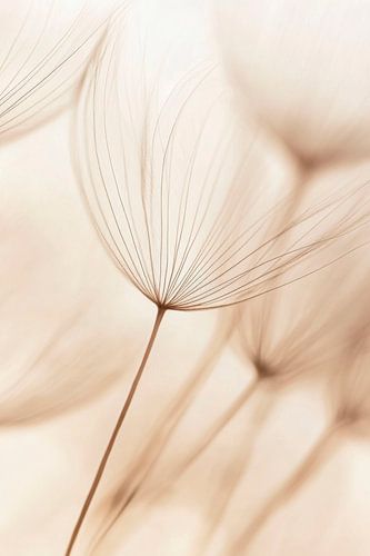 Delicate plantstructuur